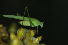 Phaneroptera sparsa