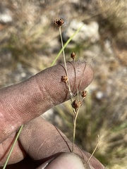 Rhynchospora saxicola