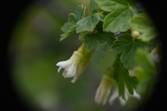 Ribes oxyacanthoides cognatum