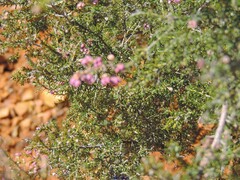 Erica australis