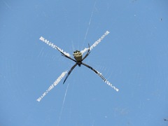 Argiope submaronica