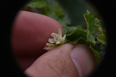 Ribes oxyacanthoides cognatum