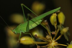 Phaneroptera sparsa