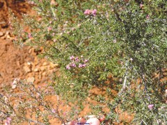 Erica australis