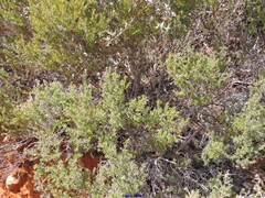 Erica australis