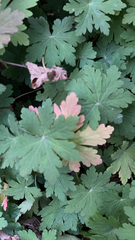 Geranium macrorrhizum
