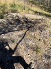 Rhynchospora saxicola