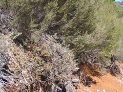 Erica australis