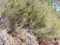 Erica australis