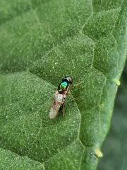 Microchrysa