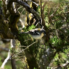 Fringilla coelebs maderensis
