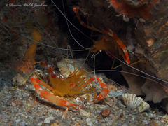 Stenopus scutellatus