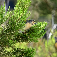 Fringilla coelebs maderensis
