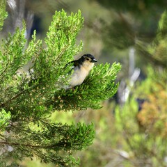 Fringilla coelebs maderensis