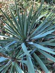 Yucca filamentosa