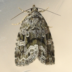 Protodeltote muscosula