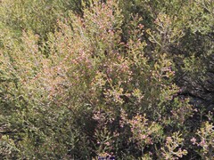 Erica australis
