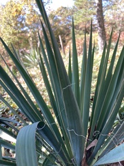 Yucca filamentosa