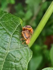 Epilachna clandestina