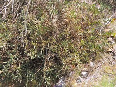 Genista tridentata