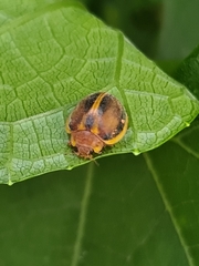 Epilachna clandestina