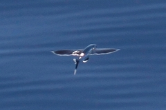 Exocoetidae