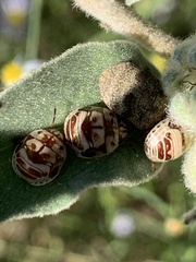Orsilochides stictica