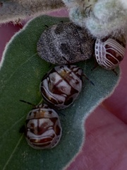 Orsilochides stictica