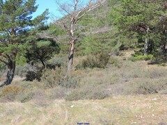 Erica arborea