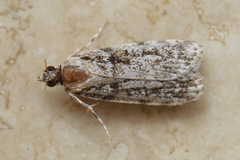 Scoparia chiasta