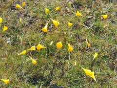 Narcissus bulbocodium