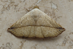 Eublemma perversicolor