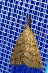 Polypogon tentacularia