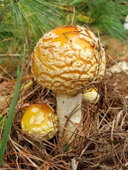 Amanita persicina