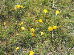 Narcissus bulbocodium