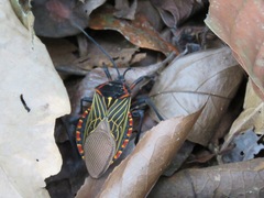 Pachylis pharaonis