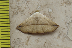 Eublemma perversicolor