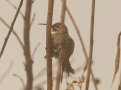 Oreotrochilus estella