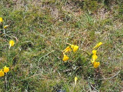 Narcissus bulbocodium