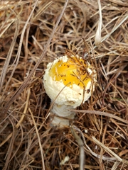 Amanita persicina