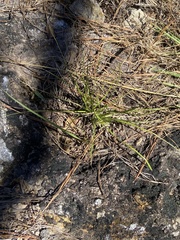 Rhynchospora saxicola