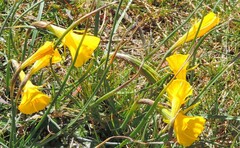 Narcissus bulbocodium