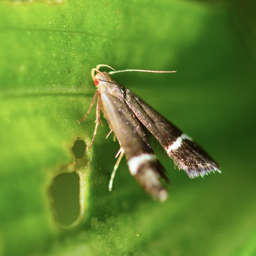 Agrimony Anacampsis Moth photo 3