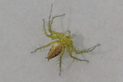 Oxyopes variabilis