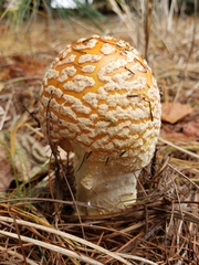 Amanita persicina