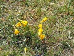 Narcissus bulbocodium