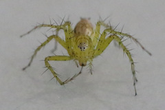 Oxyopes variabilis