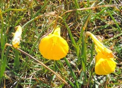 Narcissus bulbocodium