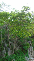 Curatella americana