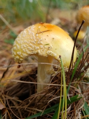 Amanita persicina
